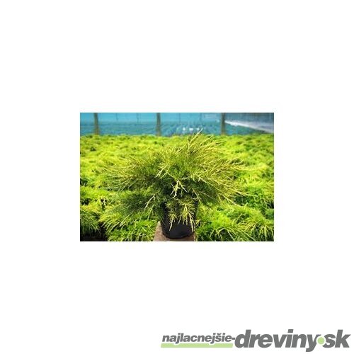 Borievka pfitzerova Gold Star 20/40 cm v črepníku 3l Juniperus media Gold Star