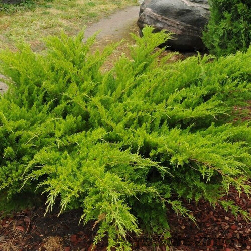 Borievka pfitzerova Mint Julep 20/25 cm v črepníku P9 Juniperus pfitzeriana