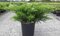 Borievka pfitzerova Mint Julep 20/25 cm v črepníku P9 Juniperus pfitzeriana