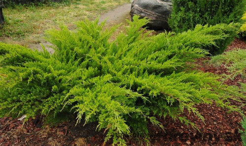 Borievka pfitzerova Mint Julep 20/25 cm v črepníku P9 Juniperus pfitzeriana