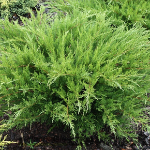 Borievka pfitzerova Mint Julep 20/25 cm v črepníku P9 Juniperus pfitzeriana