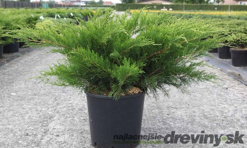 Borievka pfitzerova Mint Julep 20/25 cm v črepníku P9 Juniperus pfitzeriana