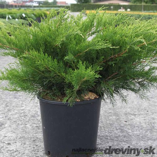 Borievka pfitzerova Mint Julep 20/25 cm v črepníku P9 Juniperus pfitzeriana