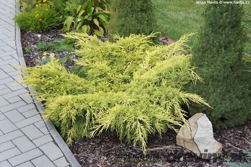 Borievka pfitzerova Old Gold, výška 20/25 cm, v črepníku P9 Juniperus pfitzeriana
