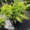 Borievka pfitzerova Old Gold, výška 20/25 cm, v črepníku P9 Juniperus pfitzeriana