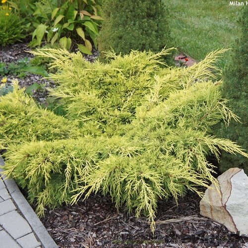 Borievka pfitzerova Old Gold, výška 20/25 cm, v črepníku P9 Juniperus pfitzeriana