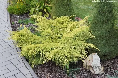 Borievka pfitzerova Old Gold , výška 30/50 cm, v črepníku P9 Juniperus pfitzeriana