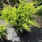 Borievka pfitzerova Old Gold , výška 30/50 cm, v črepníku P9 Juniperus pfitzeriana