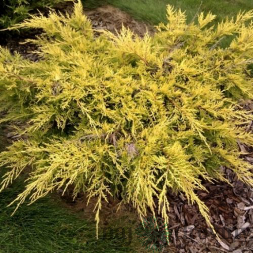 Borievka pfitzerova x Gold Coast, výška 15/30 cm, v črepníku P9 Juniperus pfitzeriana