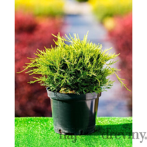 Borievka pfitzerova x Gold Coast, výška 15/30 cm, v črepníku P9 Juniperus pfitzeriana