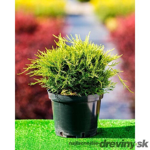 Borievka pfitzerova x Gold Coast, výška 20/35 cm, v črepníku P9 Juniperus pfitzeriana