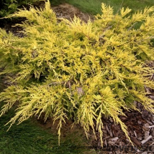 Borievka pfitzerova x Gold Coast, výška 20/35 cm, v črepníku P9 Juniperus pfitzeriana
