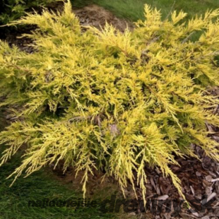 Borievka pfitzerova x Gold Coast, výška 20/35 cm, v črepníku P9 Juniperus pfitzeriana