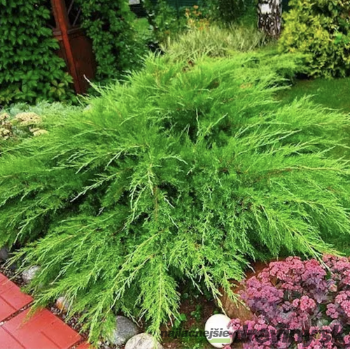 Borievka pfitzerova x Mint Julep, 25/40 cm, v črepníku 3l Juniperus X media Mint Julep