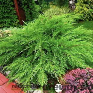 Borievka pfitzerova x Mint Julep, 25/40 cm, v črepníku 3l Juniperus X media Mint Julep