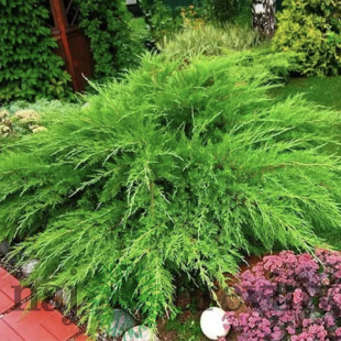 Borievka pfitzerova x Mint Julep, 25/40 cm, v črepníku 3l Juniperus X media Mint Julep