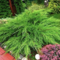 Borievka pfitzerova x Mint Julep, 25/40 cm, v črepníku 3l Juniperus X media Mint Julep