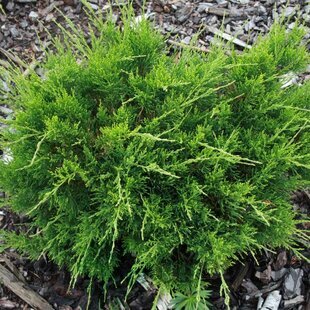 Borievka pfitzerova x Mint Julep, 35/45 cm, v črepníku Juniperus pfitzeriana x Mint Julep