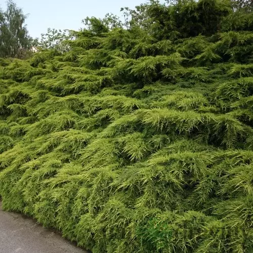 Borievka pfitzerova x Mordigan Gold, 20/40 cm, v črepníku Juniperus pfitzeriana x Mordigan Gold
