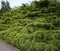 Borievka pfitzerova x Mordigan Gold, 20/40 cm, v črepníku Juniperus pfitzeriana x Mordigan Gold