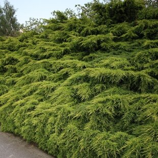 Borievka pfitzerova x Mordigan Gold, 20/40 cm, v črepníku Juniperus pfitzeriana x Mordigan Gold