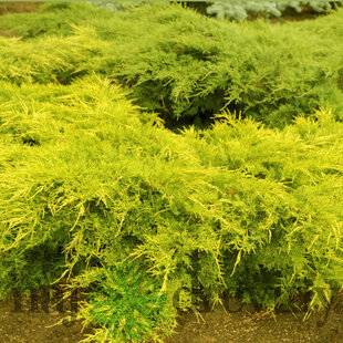 Borievka pfitzerova x Old Gold, 20-30cm, v črepníku Juniperus pfitzeriana x Old Gold