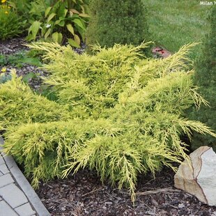 Borievka pfitzerova x Old Gold , výška 20/30 cm, v črepníku 3l Juniperus pfitzeriana