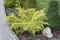 Borievka pfitzerova x Old Gold , výška 20/30 cm, v črepníku 3l Juniperus pfitzeriana