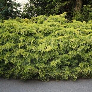 Borievka pfitzerova x Pfitzeriana Aurea, 20-30cm, v črepníku Juniperus pfitzeriana x Pfitzeriana Aurea