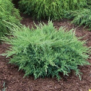 Borievka pfitzerova x Pfitzeriana Compacta, výška 20-30cm, v črepníku Juniperus pfitzeriana x Pfitzeriana Compacta