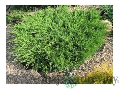 Borievka plazivá Andorra Compact 20/30 cm, v črepníku 3l Juniperus horizontalis Andorra Compact