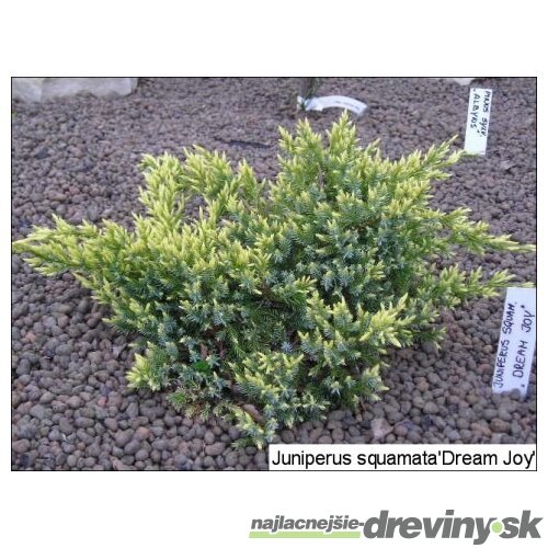 Borievka plazivá Dream Joy, výška 20/30 cm, v črepníku Juniperus squamata Dream Joy