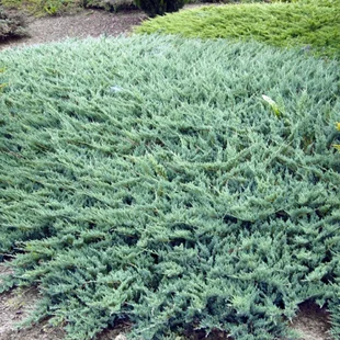 Borievka plazivá Glauca, 20/30 cm, v črepníku Juniperus horizontalis Glauca