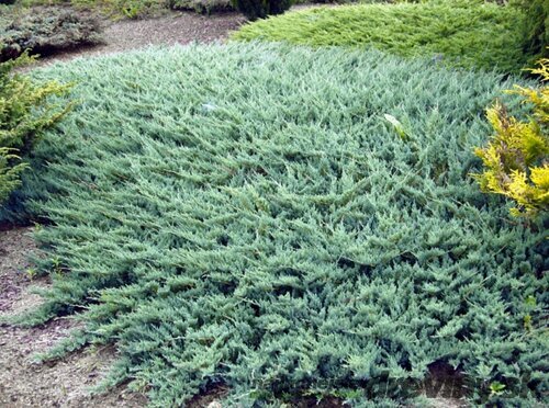 Borievka plazivá Glauca, 20/30 cm, v črepníku Juniperus horizontalis Glauca