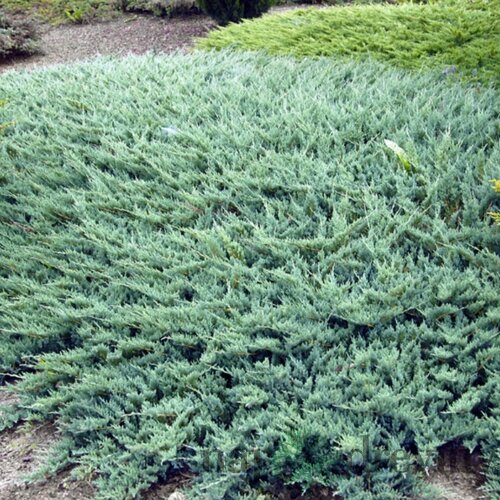 Borievka plazivá Glauca, 20/30 cm, v črepníku Juniperus horizontalis Glauca