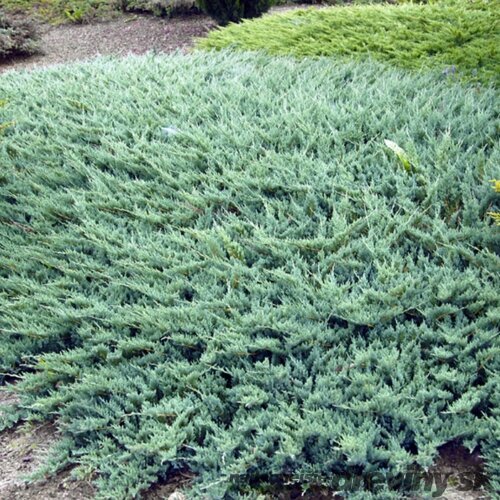 Borievka plazivá Glauca, 20/30 cm, v črepníku Juniperus horizontalis Glauca