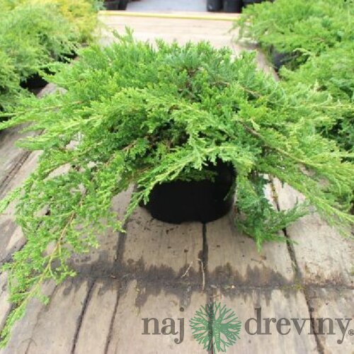 Borievka plazivá Leningrad, 30-40cm, v črepníku Juniperus davurica Leningrad
