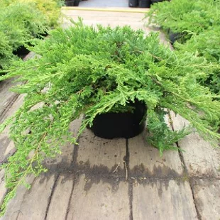 Borievka plazivá Leningrad, 30-40cm, v črepníku Juniperus davurica Leningrad
