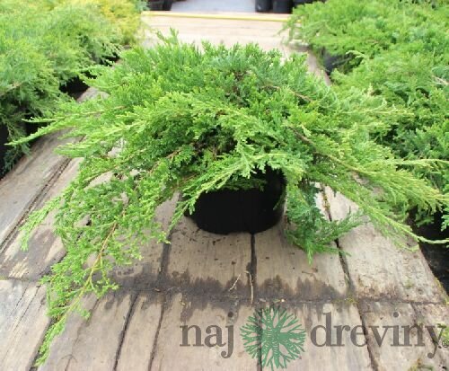 Borievka plazivá Leningrad, 30-40cm, v črepníku Juniperus davurica Leningrad