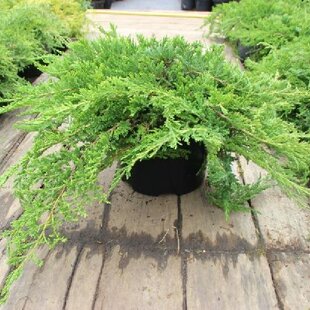 Borievka plazivá Leningrad, 30-40cm, v črepníku Juniperus davurica Leningrad