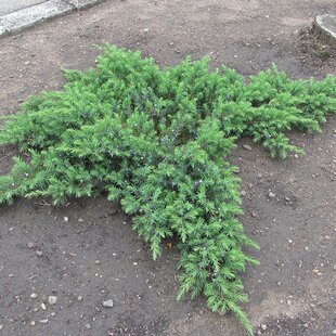 Borievka pobrežná Blue Pacific, výška 20/30 cm, v črepníku 3l Juniperus conferta Blue Pacific
