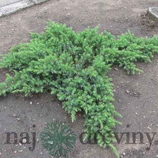 Borievka pobrežná Blue Pacific, výška 20/30 cm, v črepníku 3l Juniperus conferta Blue Pacific