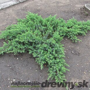 Borievka pobrežná Blue Pacific, výška 20/30 cm, v črepníku 3l Juniperus conferta Blue Pacific