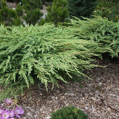 Borievka pobrežná Schlager, 20-30cm, v črepníku Juniperus conferta Schlager