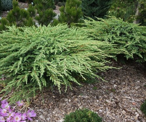 Borievka pobrežná Schlager, 20-30cm, v črepníku Juniperus conferta Schlager