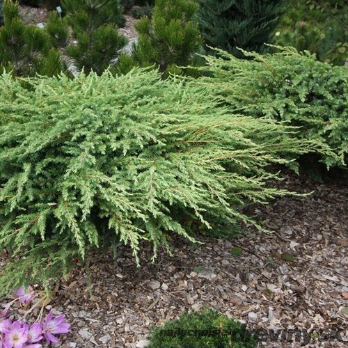 Borievka pobrežná Schlager, 20-30cm, v črepníku Juniperus conferta Schlager