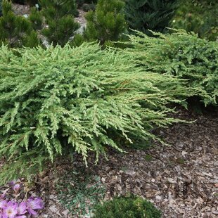 Borievka pobrežná Schlager, 20-30cm, v črepníku Juniperus conferta Schlager