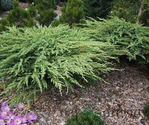 Borievka pobrežná Schlager, 20/30cm, v črepníku Juniperus conferta Schlager