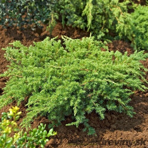 Borievka pobrežná Schlager, výška 25/35 cm, v črepníku P9 Juniperus conferta ‘Schlager‘
