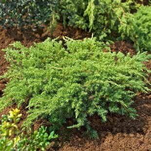 Borievka pobrežná Schlager, výška 25/35 cm, v črepníku P9 Juniperus conferta ‘Schlager‘